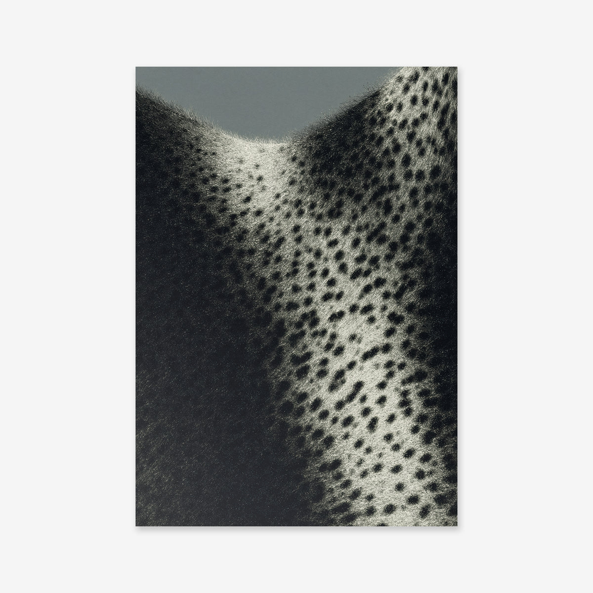 Textures No. 2: Close-up photo of textured, spotted black-and-white fur with a striking pattern—ideal as a giclée art print to enhance any modern interior.