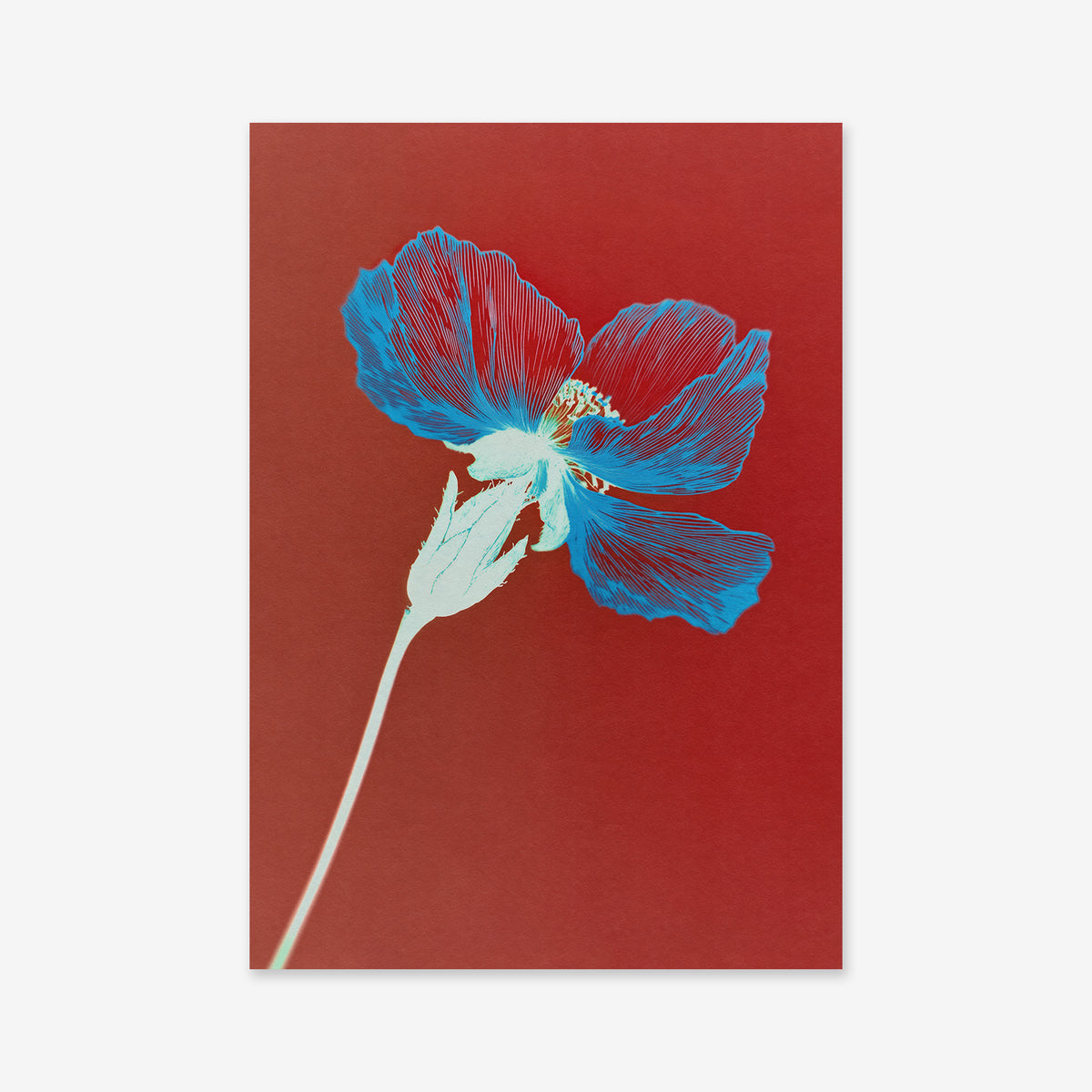 Transparent flower“ features a single blue bloom with delicate, translucent petals and a light stem set against a deep red background, creating a striking giclée art print perfect for the modern interior.